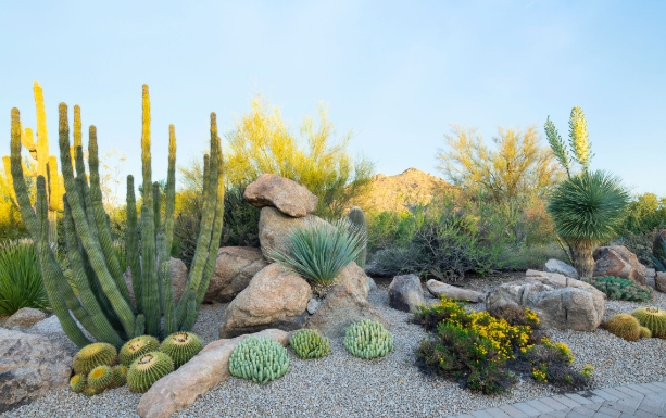 desert landscape architecture