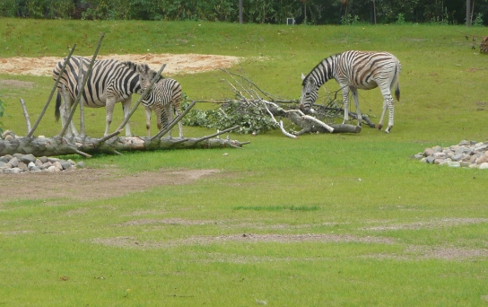 zebra landscape architects