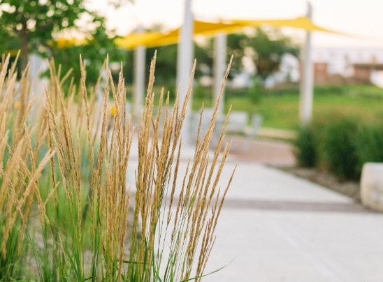 tallgrass landscape architecture